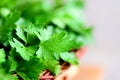 Green parsley leaves. Fresh parsley background. Closeup Royalty Free Stock Photo