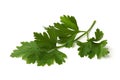 Green parsley leaves