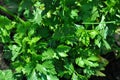 Green parsley leaves Petroselinum crispum growing in a herbarium.