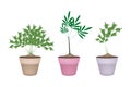 Green Parsley Plant in Ceramic Flower Pots