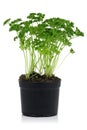 Green parsley plant in pot Royalty Free Stock Photo