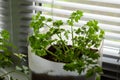 Green parsley in a pot Royalty Free Stock Photo