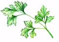 Green parsley watercolor hand drawn illustration