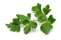 Green parsley on white background Royalty Free Stock Photo