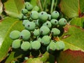 Green Parthenocissus berries on the bush