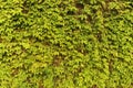 Parthenocissus leaves background