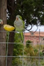 Green partot sitting on a iron fance enjoing his meal