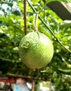 Green passion fruit