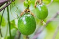 Green Passion fruit