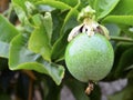 Green Passion fruit hanging on the tree in the garden.Passiflora edulis also known as Maracuya or Parcha on the vine close up. Royalty Free Stock Photo