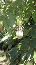 Green Passionfruits Royalty Free Stock Photo