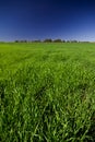 Green Pasture Royalty Free Stock Photo