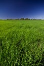 Green Pasture