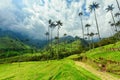 Road and wax palms Royalty Free Stock Photo