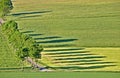 Green pasture with country road and row of trees in the morning light Royalty Free Stock Photo