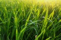Green rice fields and morning sunlight. Royalty Free Stock Photo