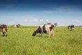 Green pasture field with dairy cows. Holstein breed Friesian