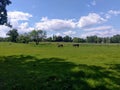 Pasture with horses