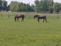 Pasture with horses