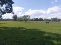 Pasture with horses