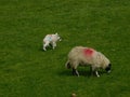 A white sheep and two white kids grazing on a green pasture in the Lake District Royalty Free Stock Photo