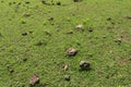 Green pasture with many cow shit at Nyang Nyang beach on Bali island, Indonesia. Green meadow with many dried dung shit on green