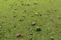 Green pasture with many cow shit at Nyang Nyang beach on Bali island, Indonesia. Green meadow with many dried dung shit on green