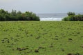 Green pasture with many cow shit at Nyang Nyang beach on Bali island, Indonesia. Green meadow off the coast of the Indian Ocean.