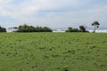 Green pasture with many cow shit at Nyang Nyang beach on Bali island, Indonesia. Green meadow off the coast of the Indian Ocean.