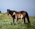 Green pasture with horses Royalty Free Stock Photo