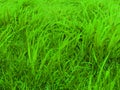 Green Pastures Royalty Free Stock Photo