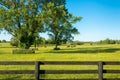 Green pastures of horse farms. Country summer landscape. Royalty Free Stock Photo