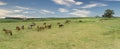 Green pastures of horse farms. Country summer landscape Royalty Free Stock Photo