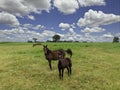 Green pastures of horse farms. Country summer landscape Royalty Free Stock Photo