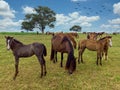 Green pastures of horse farms. Country summer landscape Royalty Free Stock Photo