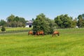 Green pastures of horse farms. Country summer landscape.