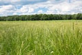 Green pastures horse farms. Countryside spring landscape