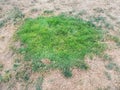 Green patch of grass in brown lawn or yard