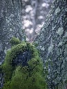 Green patch of moss growing on a tree trunk. Royalty Free Stock Photo