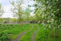 green path on the background of dry grass. Landscape of a hilly area against the backdrop of a flowering forest