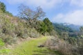 Green path and retreating fog, Sierra Vista Open Space Preserve, south San Francisco bay, California