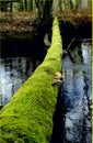 Green path to future. We must find soft natur way to reach sustainable and ecological solutions. A tree that has fallen over the r Royalty Free Stock Photo