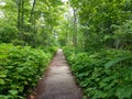 The green path at the Wisconsin State Park