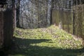 Green pathway between fences