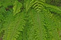 Green pattern of fresh fern leaves Royalty Free Stock Photo