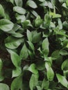 Green pattern of leaves. Calm your day