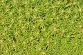Green pattern of moss-rose Royalty Free Stock Photo
