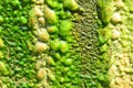 Green pattern of moss Royalty Free Stock Photo