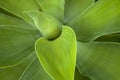 Green Patterns and Textures of Leaves of Succulent Plant