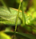 Green paw of a grasshopper at high magnification